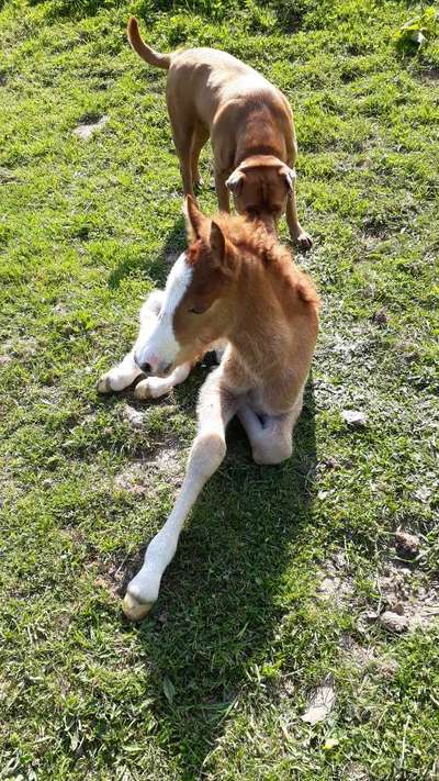 Dogorama Photo Challenge- Der Nase nach-Beitrag-Bild