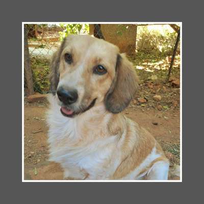 Tierschutzhunde suchen ein Zuhause-Beitrag-Bild