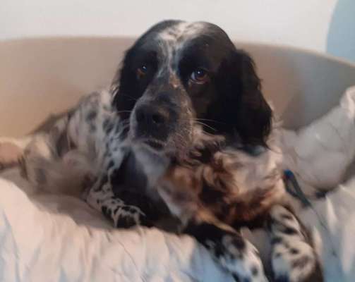 Tierschutzhunde suchen ein Zuhause-Beitrag-Bild