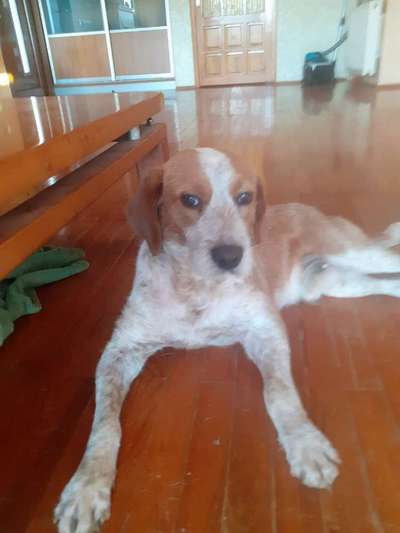 Tierschutzhunde suchen ein Zuhause-Beitrag-Bild