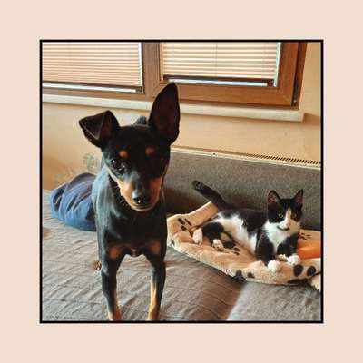 Tierschutzhunde suchen ein Zuhause-Beitrag-Bild