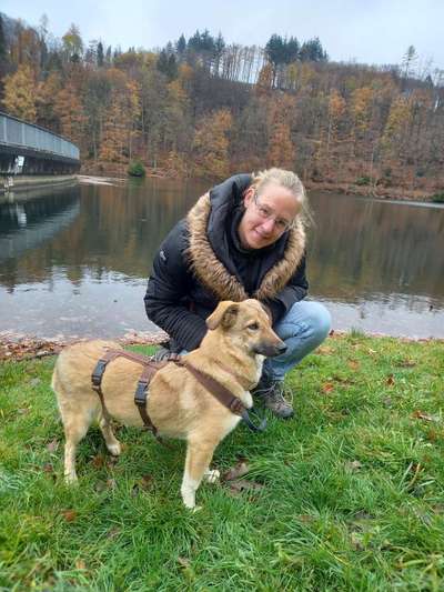 Tierschutzhunde suchen ein Zuhause-Beitrag-Bild