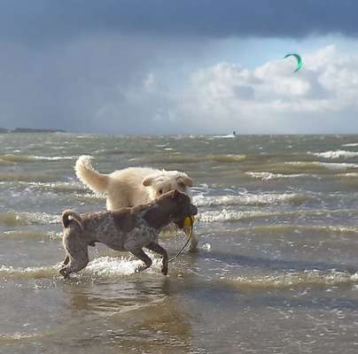 Hundetreffen-Gemeinsame ( Strand)Spaziergänge!-Bild