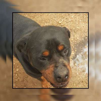 Tierschutzhunde suchen ein Zuhause-Beitrag-Bild