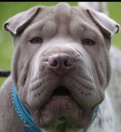 Dogorama Photo Challenge - Portrait-Beitrag-Bild