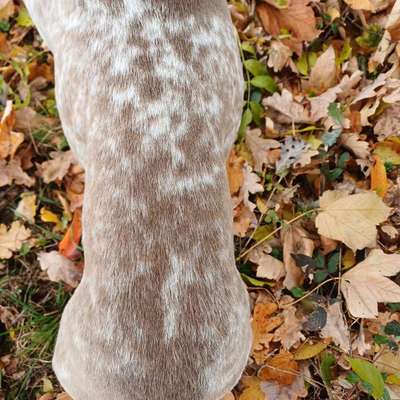 Wie optimal ist das Körpergewicht meines Hundes?-Beitrag-Bild