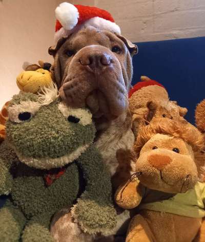 Zeige deinen Schatz mit seinem Lieblingsspielzeug.-Beitrag-Bild