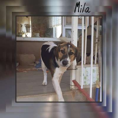 Tierschutzhunde suchen ein Zuhause-Beitrag-Bild