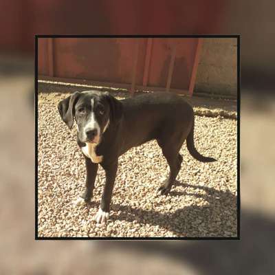 Tierschutzhunde suchen ein Zuhause-Beitrag-Bild