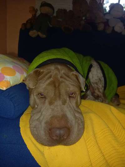 65. Handy Foto Challange                     "Ich kann nicht ohne..."-Beitrag-Bild