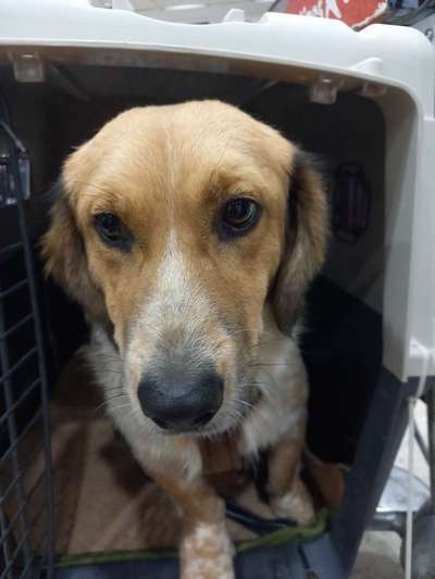 Tierschutzhunde suchen ein Zuhause-Beitrag-Bild