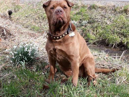 Dogorama Photo Challenge - die ersten Frühjahrsblumen-Beitrag-Bild