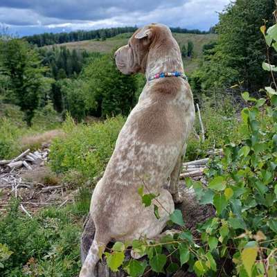 Halsband Zuhause tragen?-Beitrag-Bild