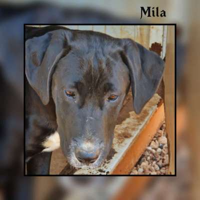 Tierschutzhunde suchen ein Zuhause-Beitrag-Bild