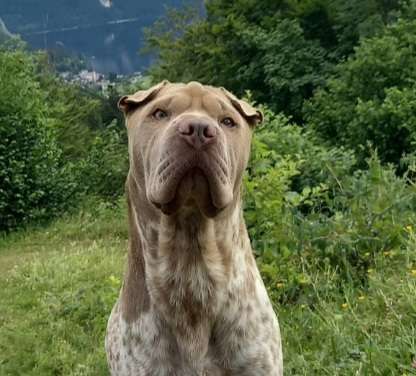 Hunde Porträt (Portrait) Galerie....-Beitrag-Bild