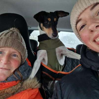 Wie kann man den Hunden im Ausland helfen ?  Stichwort Adoption !-Beitrag-Bild