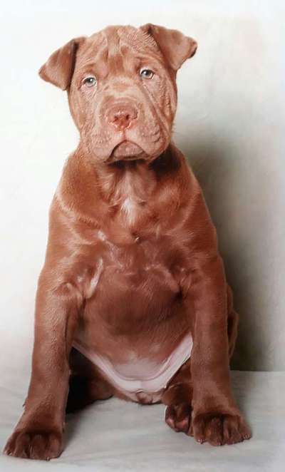 Mischlinge raten - Rätselspaß-Beitrag-Bild