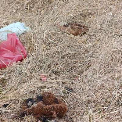 Warum Kadaver im Wald entsorgen?-Beitrag-Bild