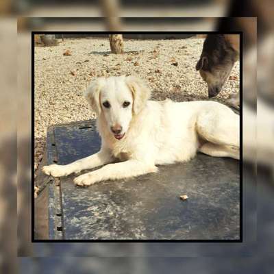 Tierschutzhunde suchen ein Zuhause-Beitrag-Bild