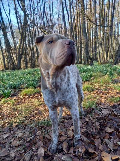 Brachycephale Hunderassen-Beitrag-Bild