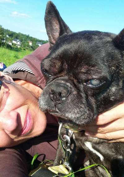 Französische Bulldoggen-Beitrag-Bild