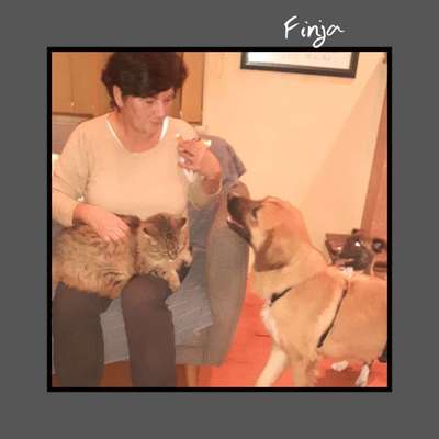 Tierschutzhunde suchen ein Zuhause-Beitrag-Bild