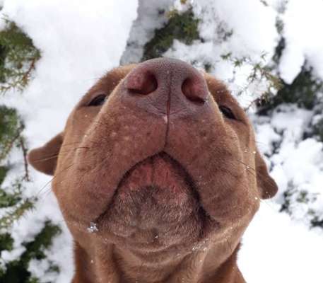 Zeigt mir die tollste Nahaufnahme von eurer Fellnase-Beitrag-Bild