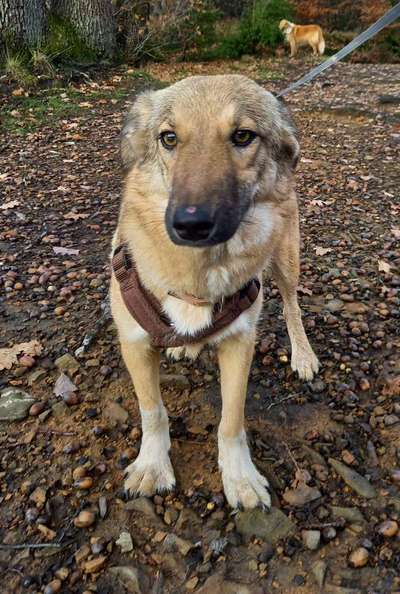 Tierschutzhunde suchen ein Zuhause-Beitrag-Bild