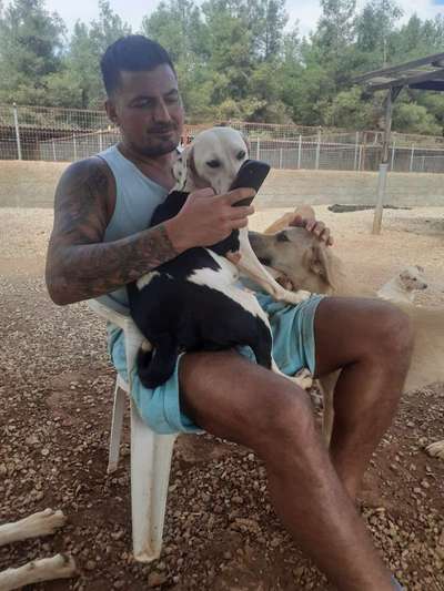 Tierschutzhunde suchen ein Zuhause-Beitrag-Bild