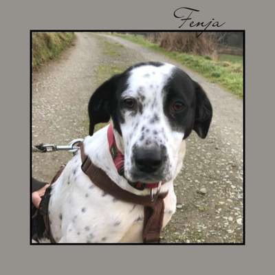 Tierschutzhunde suchen ein Zuhause-Beitrag-Bild