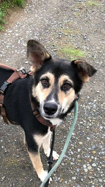 Tierschutzhunde suchen ein Zuhause-Beitrag-Bild