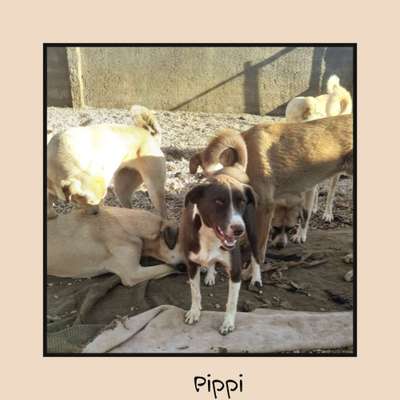 Tierschutzhunde suchen ein Zuhause-Beitrag-Bild