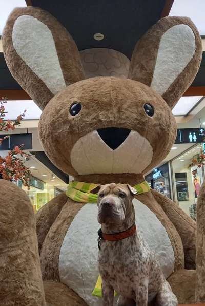 12. Farben Foto Challenge --- Braun-Beitrag-Bild