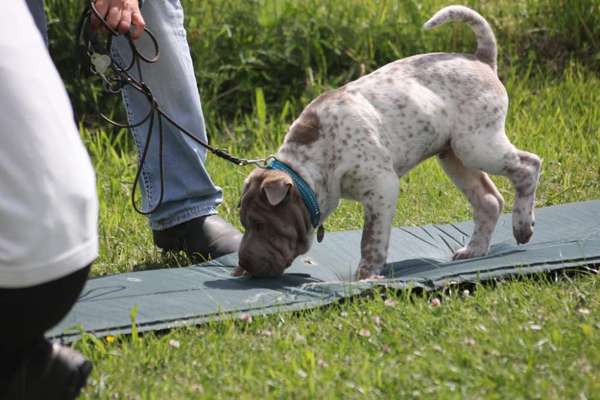 Dogorama Photo Challenge- Der Nase nach-Beitrag-Bild