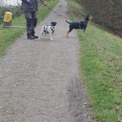 Wie kann man den Hunden im Ausland helfen ?  Stichwort Adoption !-Beitrag-Bild