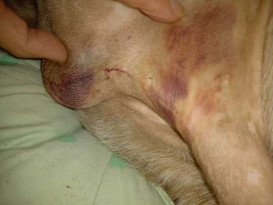 Aktuelle Kosten Kastration-Beitrag-Bild