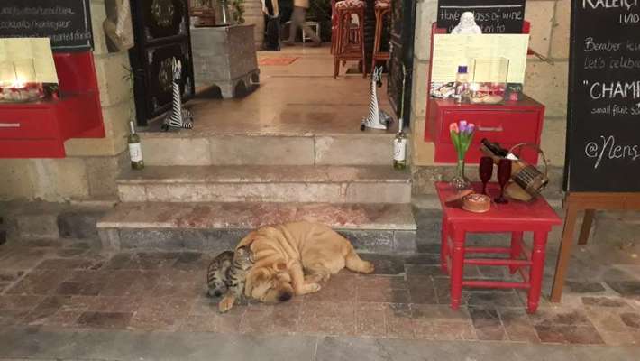 Fotochallenge - fremde Hunde-Beitrag-Bild