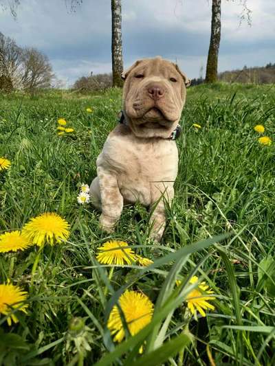 Dogorama Photo Challenge - die ersten Frühjahrsblumen-Beitrag-Bild