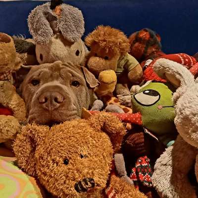 Verteidigendes Verhalten?-Beitrag-Bild