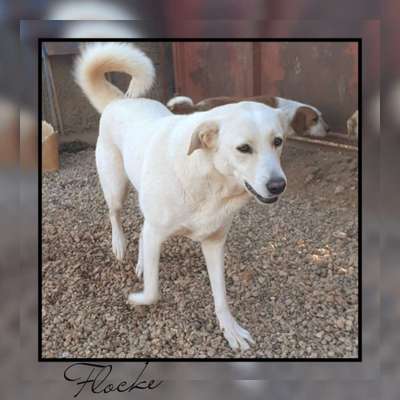 Tierschutzhunde suchen ein Zuhause-Beitrag-Bild