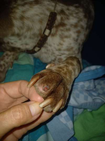 Abgerissene Kralle-Beitrag-Bild