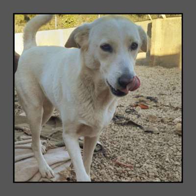 Tierschutzhunde suchen ein Zuhause-Beitrag-Bild