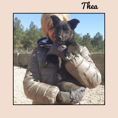 Tierschutzhunde suchen ein Zuhause-Beitrag-Bild