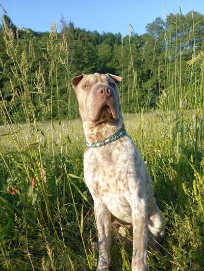 Zeige den lustigsten Blick deines Hundes-Beitrag-Bild