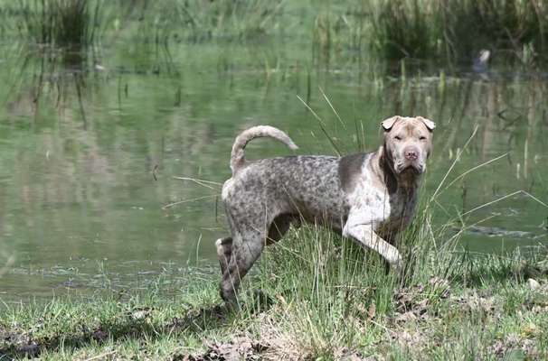 52. Collagenchallenge: Dein Hund im Sonnenschein-Beitrag-Bild