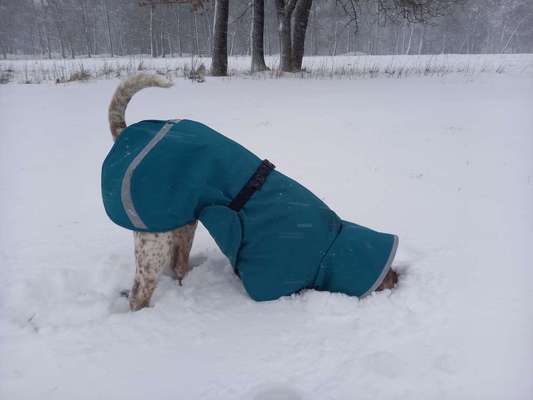 Dogorama Photo Challenge - Winterstimmung-Beitrag-Bild