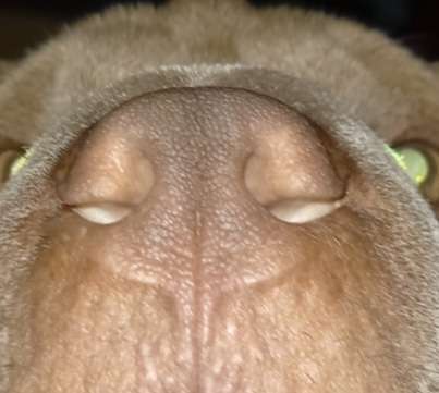 42. Handy Fotochallenge - Den richtigen Riecher haben-Beitrag-Bild