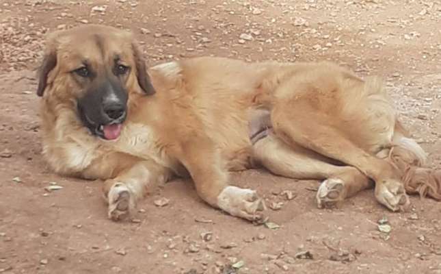 Tierschutzhunde suchen ein Zuhause-Beitrag-Bild