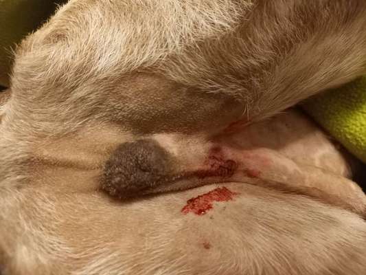 Aktuelle Kosten Kastration-Beitrag-Bild