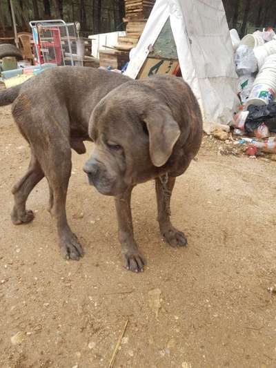 Tierschutzhunde suchen ein Zuhause-Beitrag-Bild